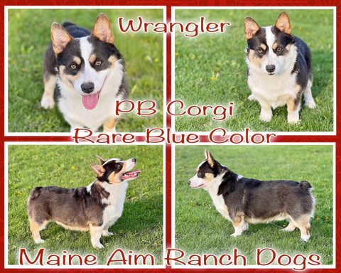 Full Grown Husky Corgi Mix