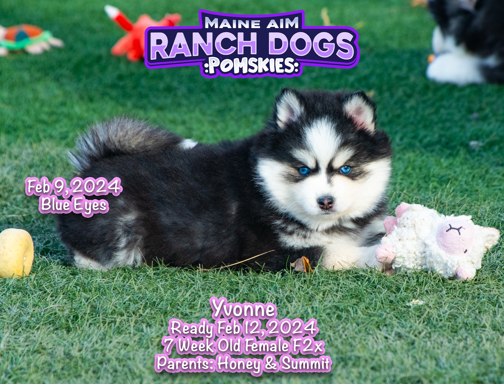 Lancaster Puppies Pomsky Puppies For Adoption Near Me Lancaster