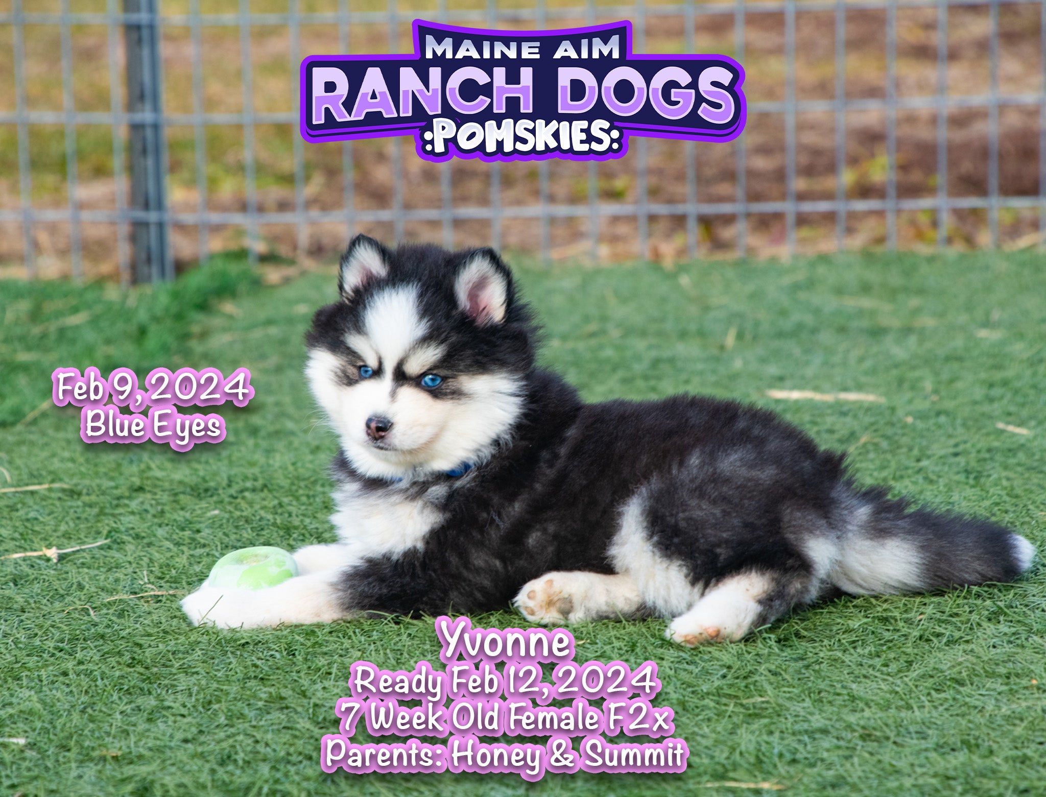 In Mumbai Year Old Siberian Husky For Sale White Siberian Female