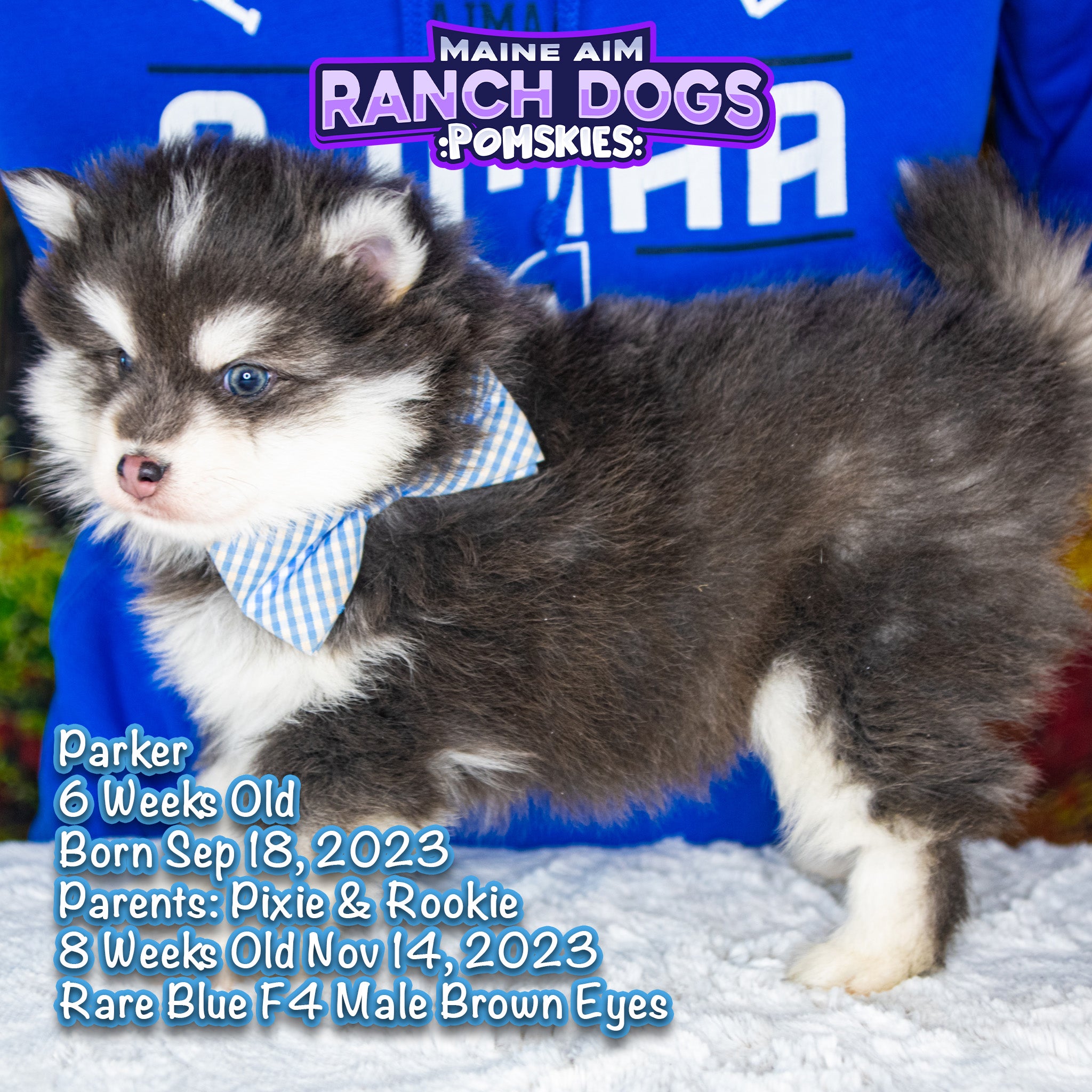 Sold***Parker Rare Blue F4 Male Pomsky out of Pixie & Rookie born