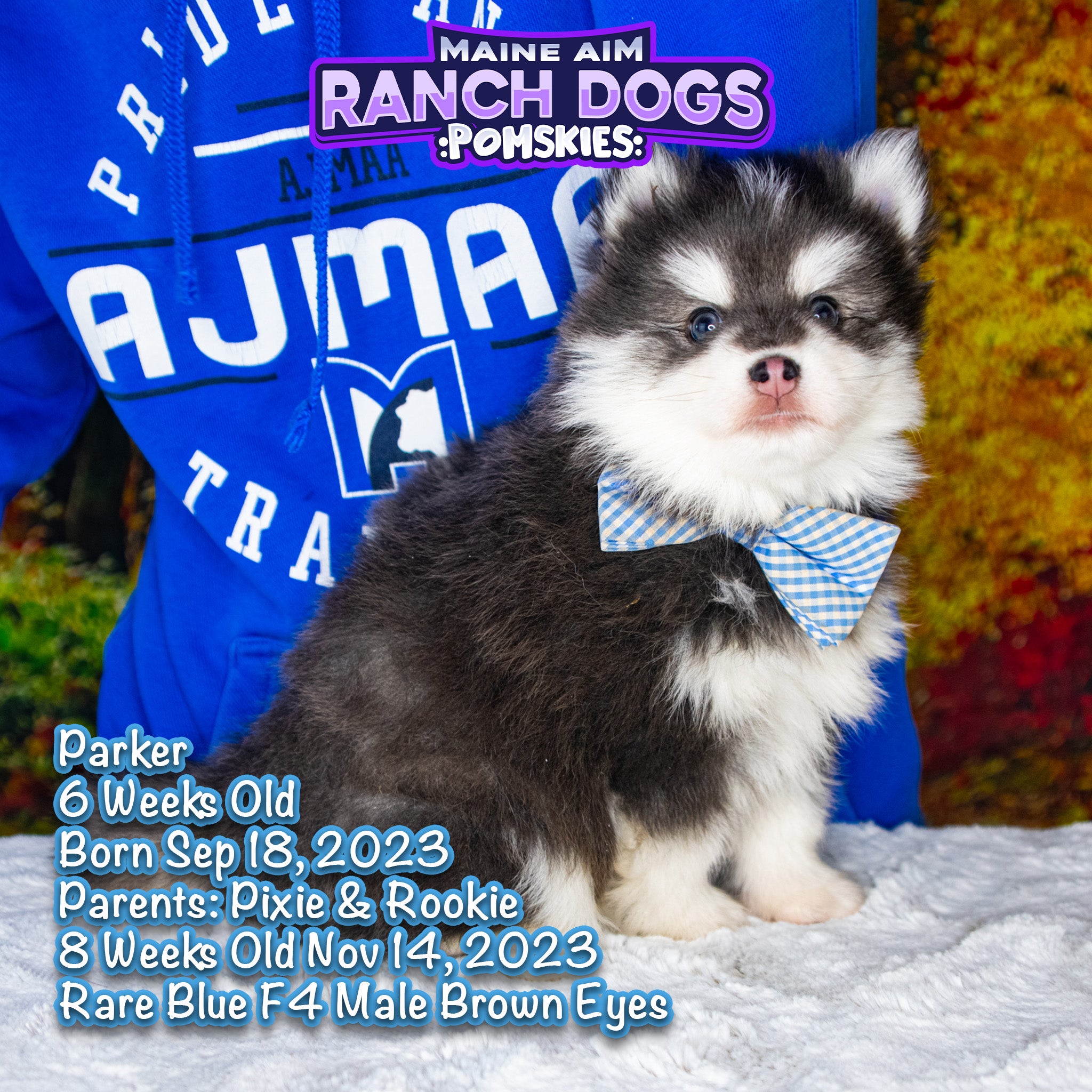 Sold***Parker Rare Blue F4 Male Pomsky out of Pixie & Rookie born