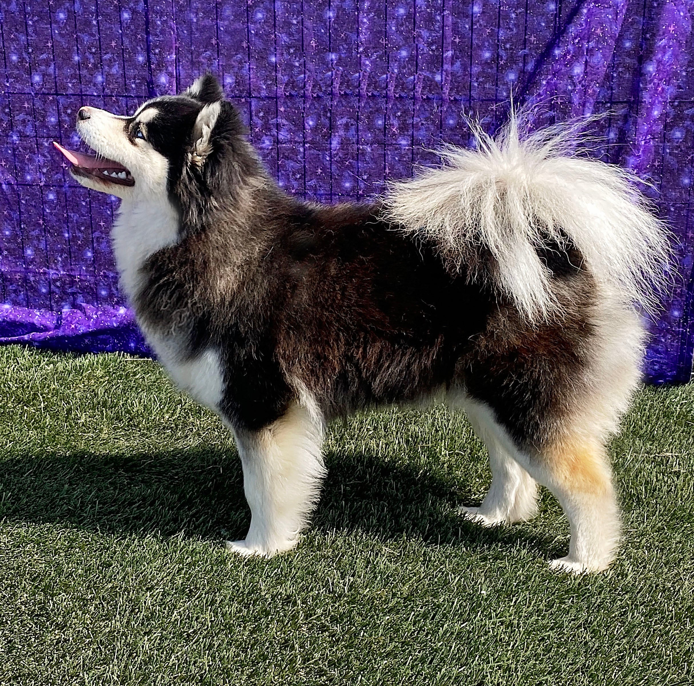 Puppy Pomeranian Husky Mix Class Female Pomsky Choose Options