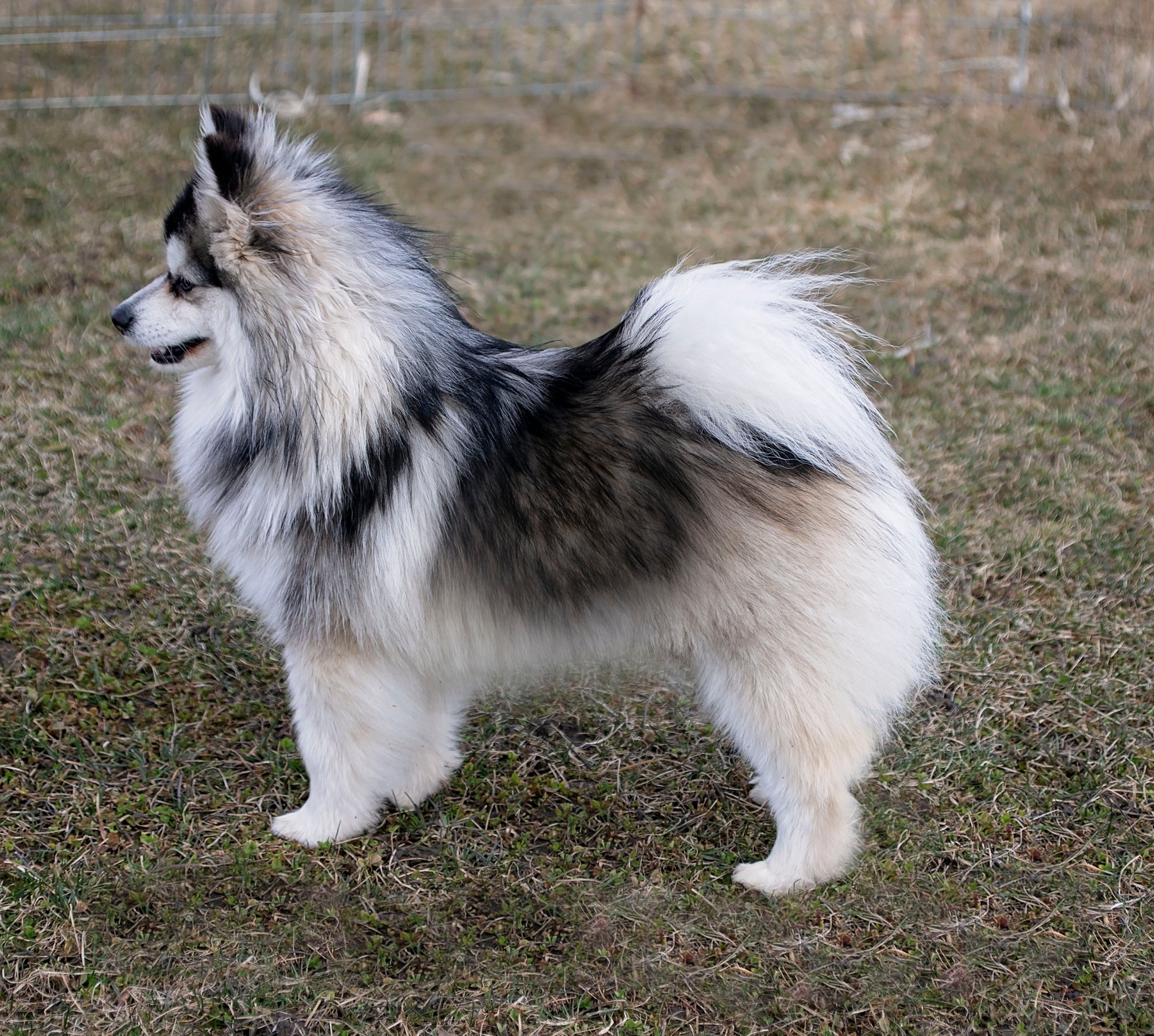 Full Size Pomeranian Cross Husky Pomeranian Husky Mix (Pomsky