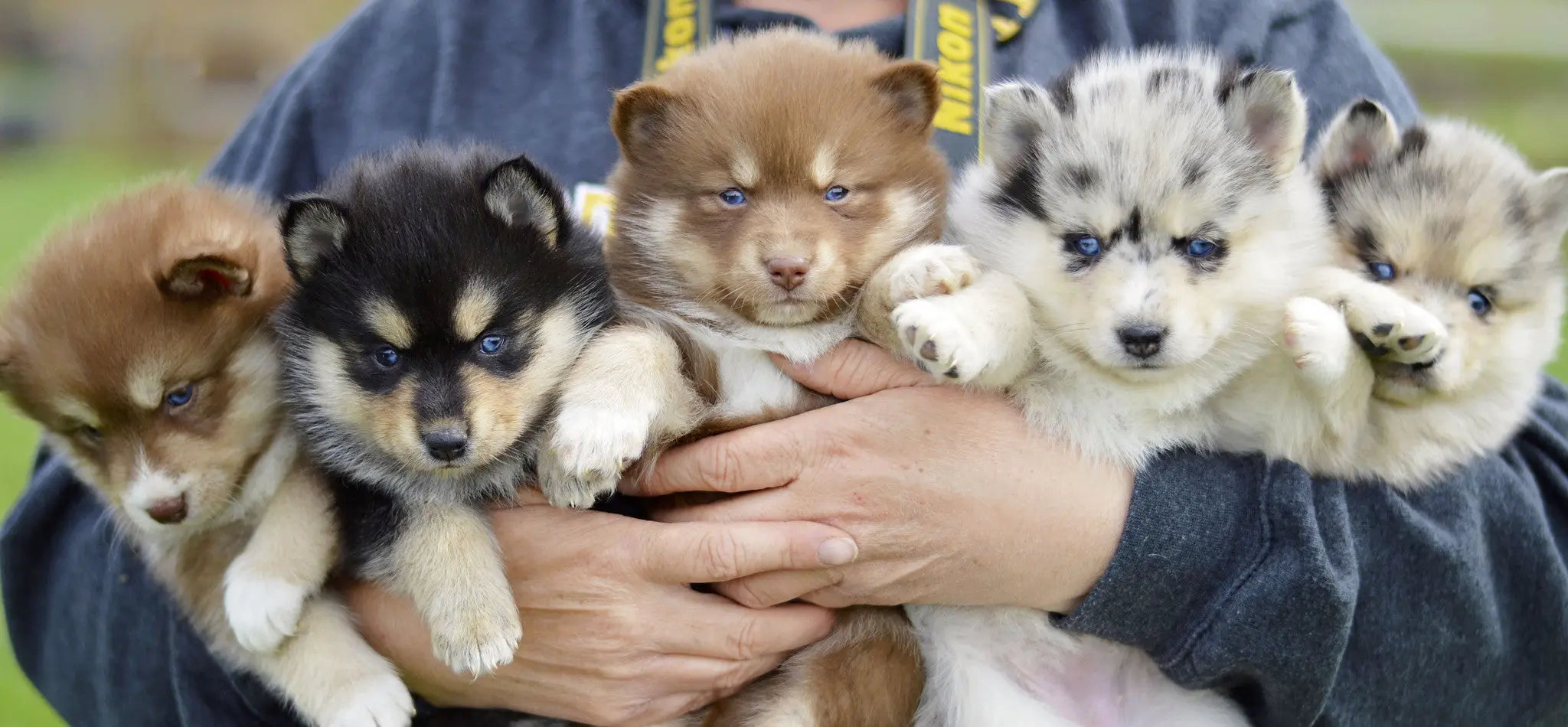 Pomsky Dog Pomsky For Rehoming Dog Breed Pomsky Dog Puppy On Sale